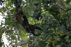 Choloepus didactylus