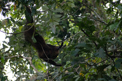 Choloepus didactylus