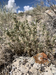 Astragalus kentrophyta