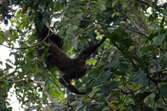 Choloepus didactylus