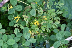 Corydalis ochotensis