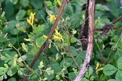 Corydalis ochotensis