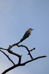 Coracias benghalensis