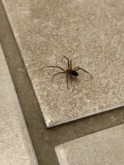 Steatoda nobilis