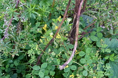Corydalis ochotensis