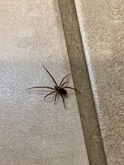 Steatoda nobilis