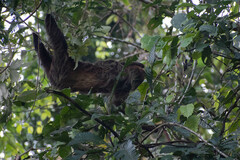 Choloepus didactylus