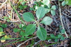 Polygaloides paucifolia
