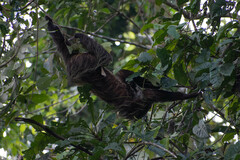 Choloepus didactylus