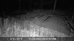 Odocoileus virginianus