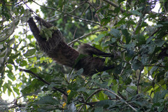 Choloepus didactylus