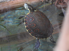 Trachemys venusta venusta
