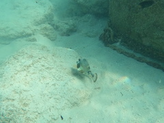 Lactophrys triqueter