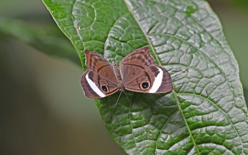 Mesosemia metuana