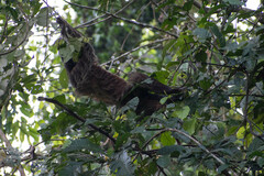 Choloepus didactylus