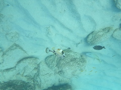 Lactophrys triqueter