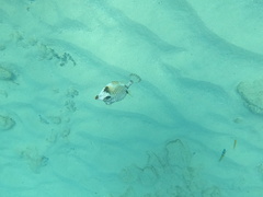 Lactophrys triqueter