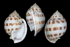 Semicassis bisulcata