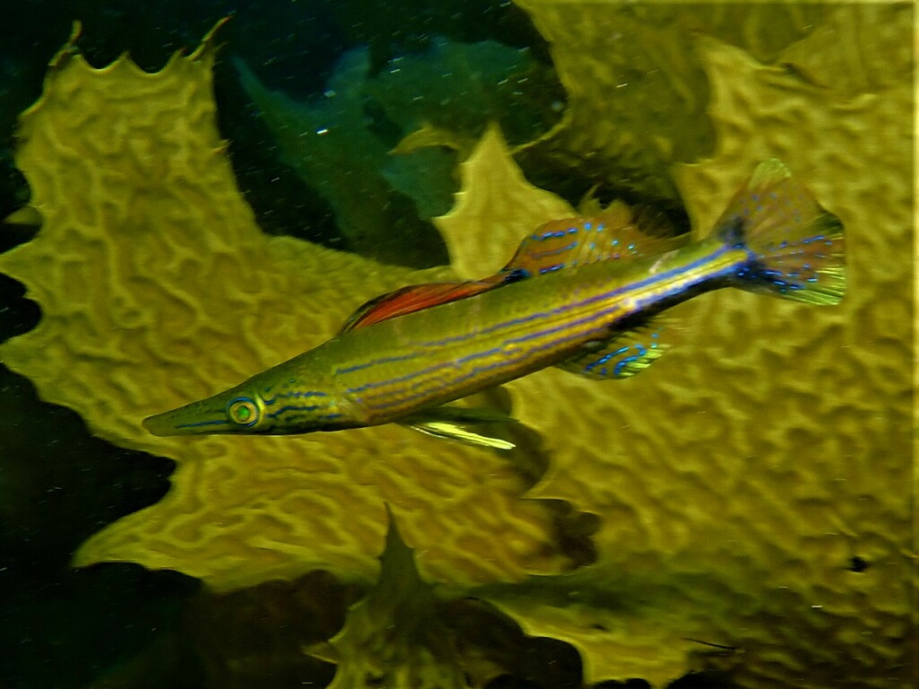 Sharpnose Weed-Whiting
