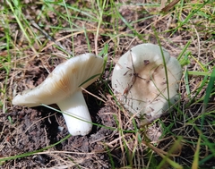 Russula modesta