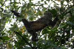 Choloepus didactylus