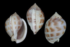 Semicassis bisulcata
