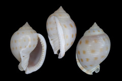 Semicassis bisulcata