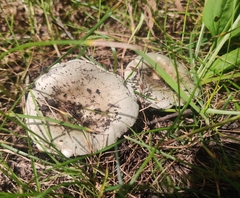Russula modesta