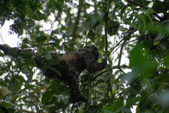 Choloepus didactylus