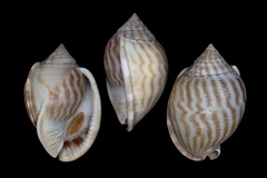 Phalium flammiferum