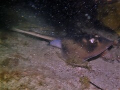 Trygonoptera personata