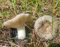 Russula modesta