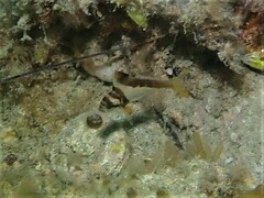 Goniistius gibbosus
