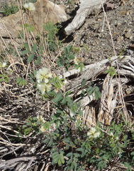 Senegalia berlandieri