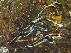 Desmognathus amphileucus