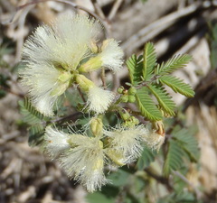 Senegalia berlandieri