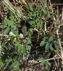 Senegalia berlandieri