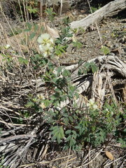 Senegalia berlandieri