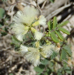 Senegalia berlandieri