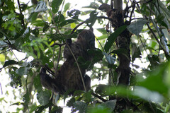 Choloepus didactylus