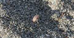 Megalorchestia corniculata