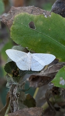 Scopula caricaria