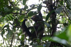 Choloepus didactylus