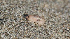 Megalorchestia corniculata