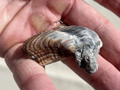 Lamarcka imbricata