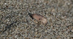 Megalorchestia corniculata