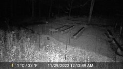 Odocoileus virginianus