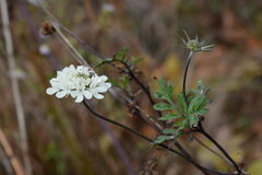 Scabiosa ochroleuca