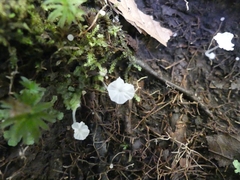 Delicatula integrella