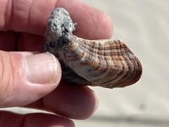 Lamarcka imbricata